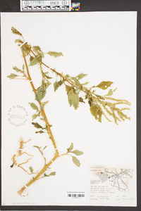 Amaranthus spinosus image