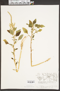 Amaranthus spinosus image