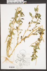 Amaranthus spinosus image