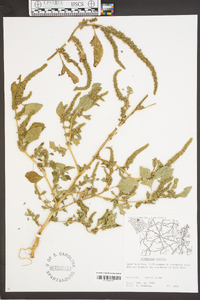 Amaranthus spinosus image