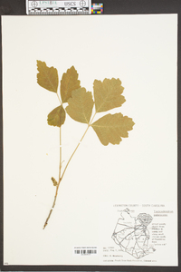 Toxicodendron pubescens image