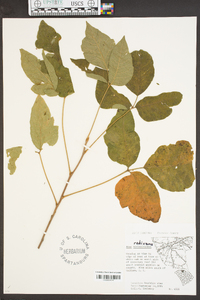 Toxicodendron pubescens image