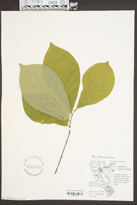 Asimina parviflora image