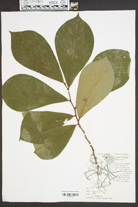 Asimina parviflora image