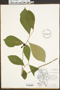 Asimina parviflora image