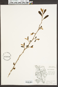 Asimina parviflora image