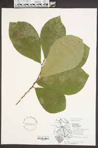 Asimina parviflora image