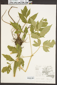 Angelica triquinata image