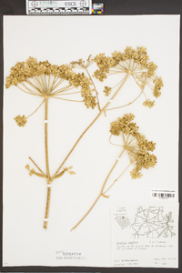 Angelica venenosa image