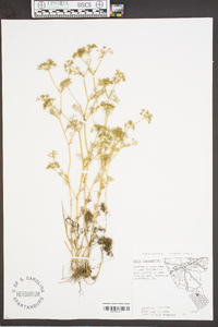 Cyclospermum leptophyllum image