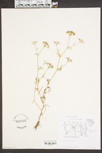 Cyclospermum leptophyllum image