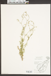 Cyclospermum leptophyllum image