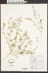 Cyclospermum leptophyllum image