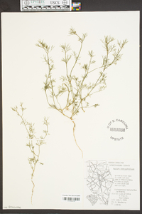 Cyclospermum leptophyllum image