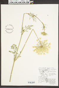 Daucus pusillus image