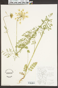 Daucus pusillus image