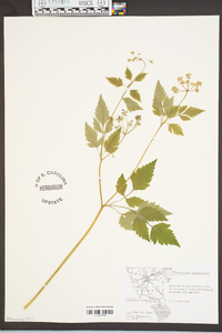 Thaspium barbinode image