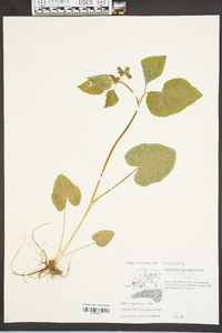 Thaspium trifoliatum image