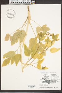 Thaspium trifoliatum var. trifoliatum image