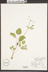 Zizia trifoliata image