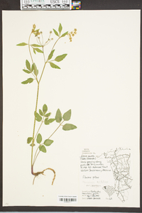 Thaspium trifoliatum image