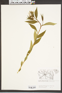 Amsonia tabernaemontana image