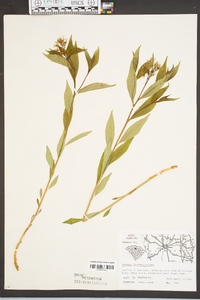 Amsonia tabernaemontana image