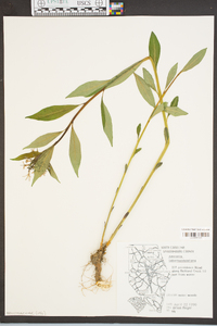 Amsonia tabernaemontana image