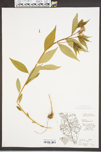 Amsonia tabernaemontana image