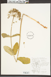 Asclepias amplexicaulis image