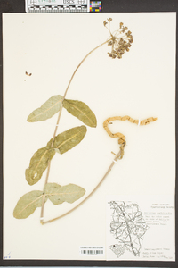 Asclepias amplexicaulis image