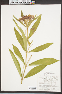 Asclepias incarnata subsp. pulchra image