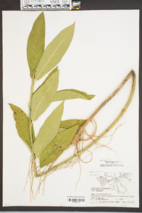 Asclepias incarnata subsp. pulchra image