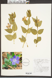 Vinca major image