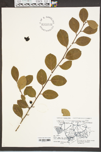 Ilex coriacea image