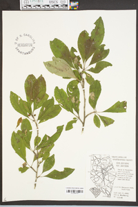 Ilex decidua var. decidua image