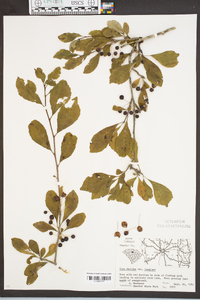 Ilex decidua var. longipes image