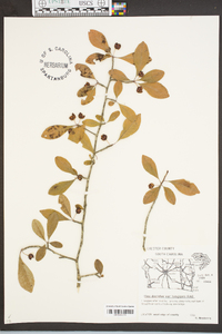 Ilex decidua var. longipes image