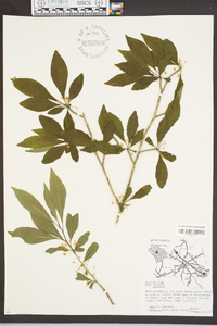 Ilex decidua var. longipes image