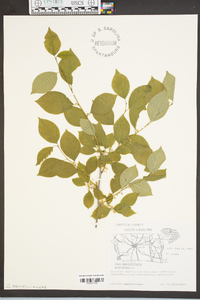 Ilex ambigua image