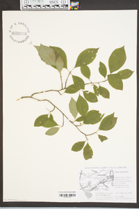 Ilex montana image