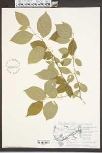 Ilex montana image