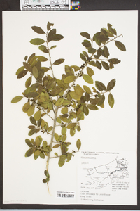 Ilex vomitoria image