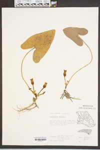 Hexastylis arifolia image