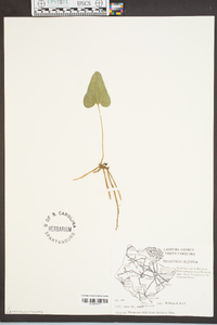 Hexastylis arifolia image