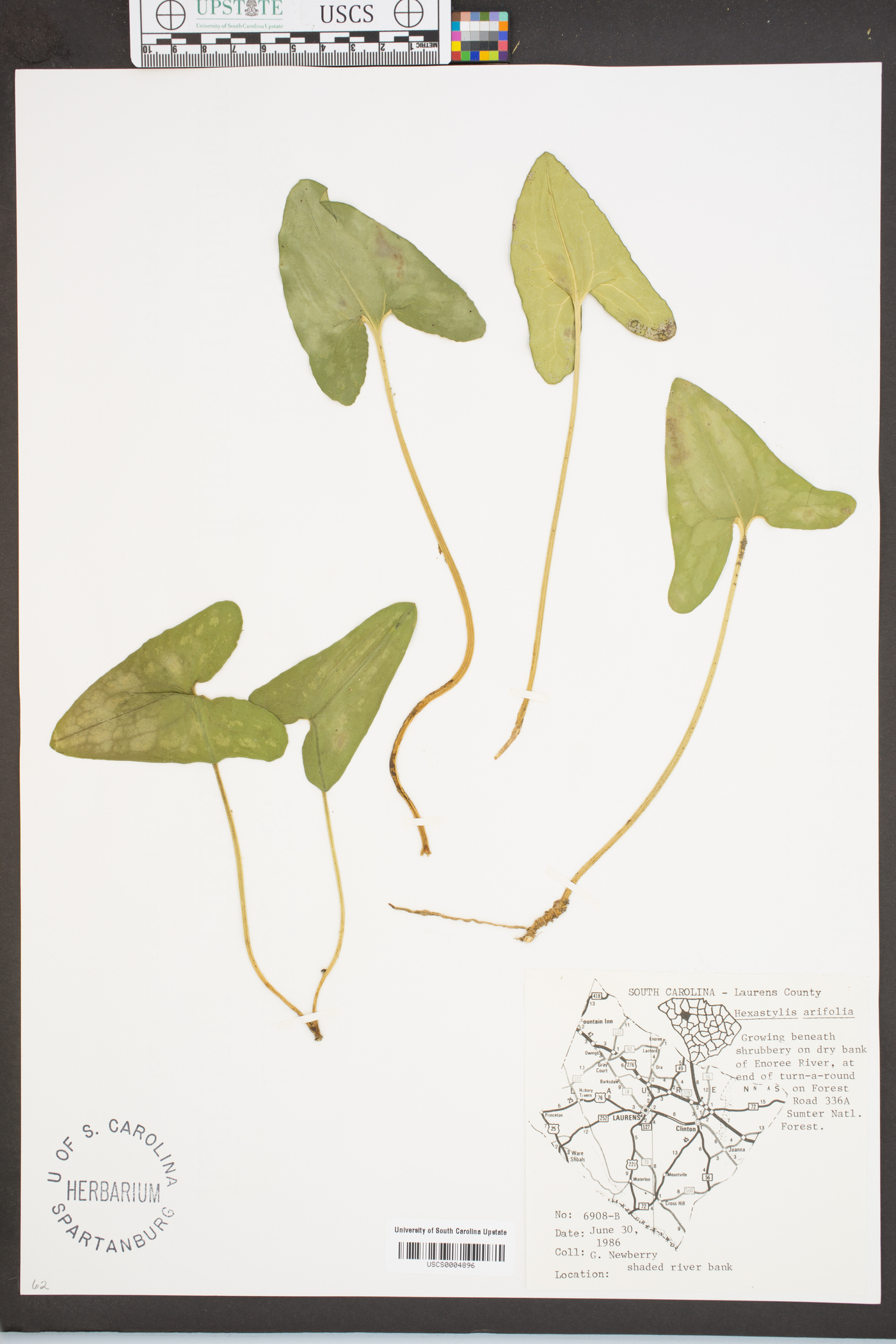 Hexastylis arifolia image