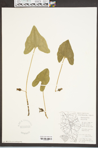 Hexastylis arifolia image