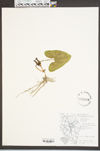 Hexastylis arifolia image