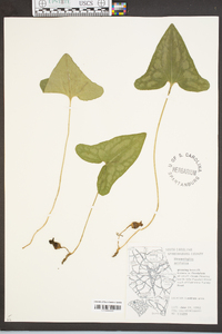 Hexastylis arifolia image