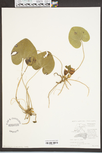 Hexastylis contracta image